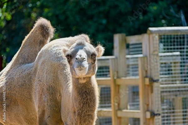 Obraz Bactrian camel (Camelus bactrianus)