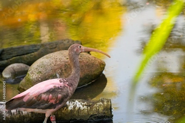 Obraz Scarlet ibis (Eudocimus ruber)