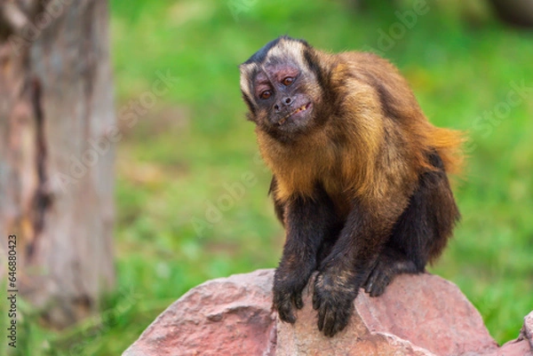 Obraz A monkey that mimics human expressions and behavior.
(tufted capuchin (Sapajus apella))(flattering expression)