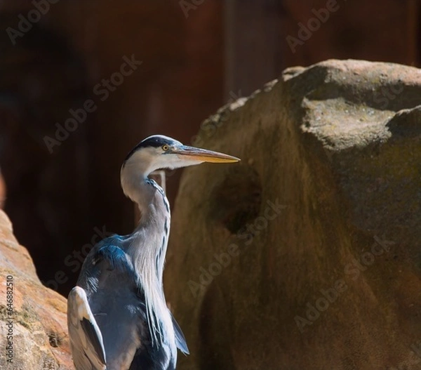 Obraz Grey heron (Ardea cinerea)