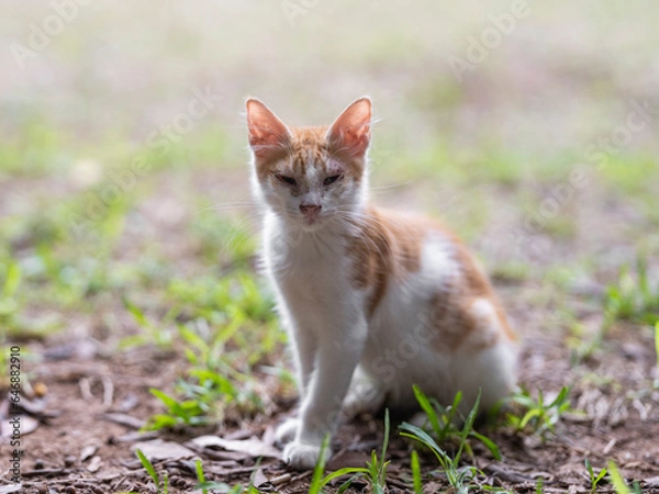 Fototapeta cute cat portrait