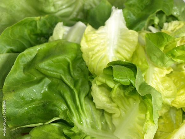 Obraz Fresh green lettuce