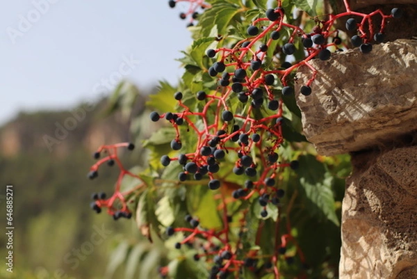 Obraz Planta con bolas azuladas
