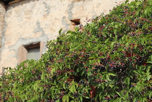 Fototapeta Planta con bolas azuladas
Vista general
