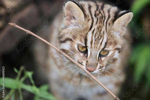 Obraz ツシマヤマネコ