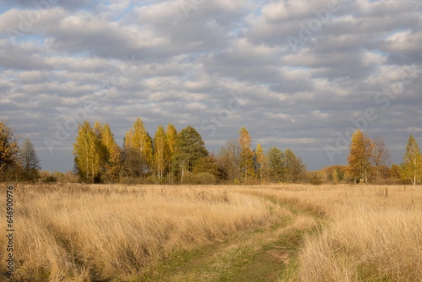 Fototapeta Autumn landscape, spacious fields with dense and bright grass