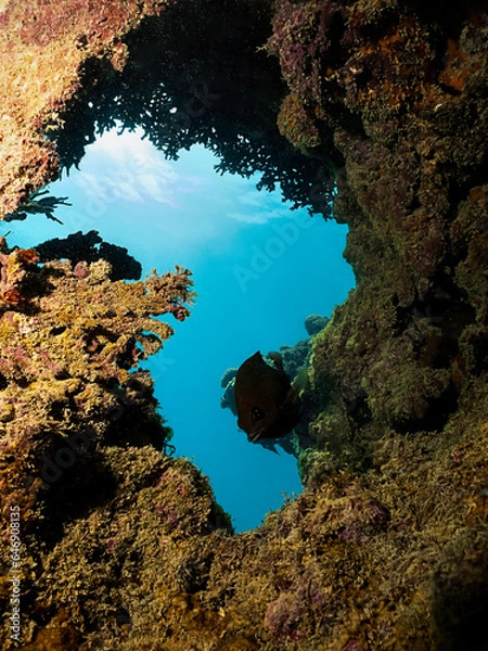 Obraz formas acuaticas