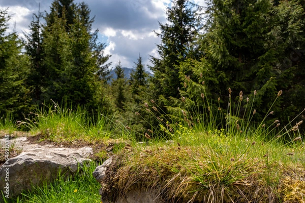 Obraz Grass and moss on an old natural stone wall overlooking the forest and clouds in the sky