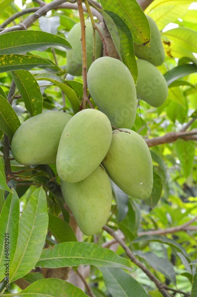 Fototapeta Mango on tree