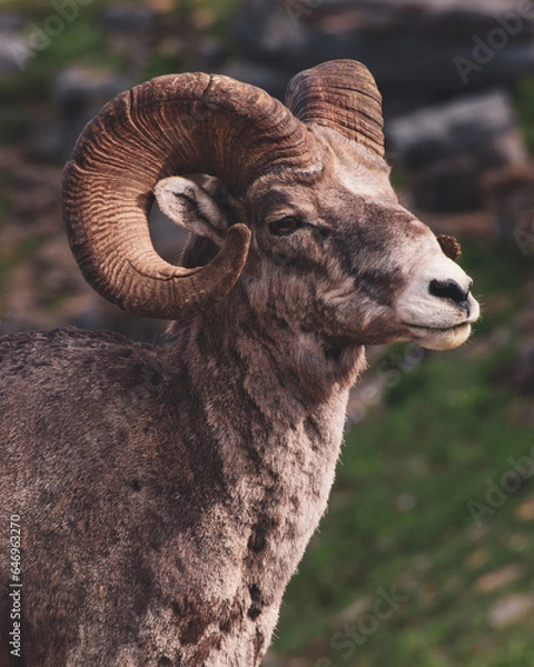 Obraz Male Ram