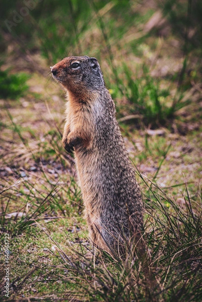 Obraz prairie dog standing
