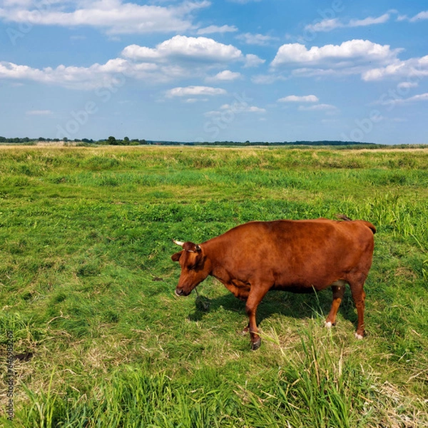 Obraz cow in the field