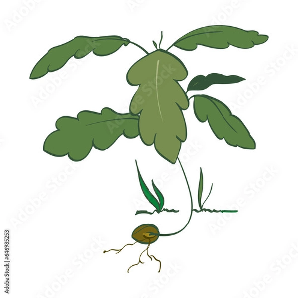 Fototapeta Oak Sapling sprouting from acorn