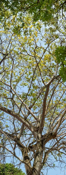 Obraz panorama arvore amazônica 