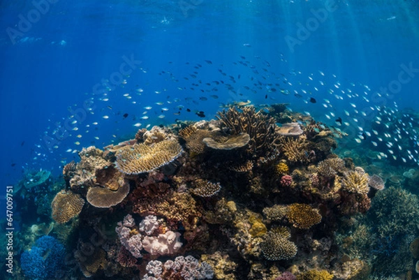Fototapeta Great Barrier Reef, Underwater Image Of Coral Reef, Colorful Coral Reefscape