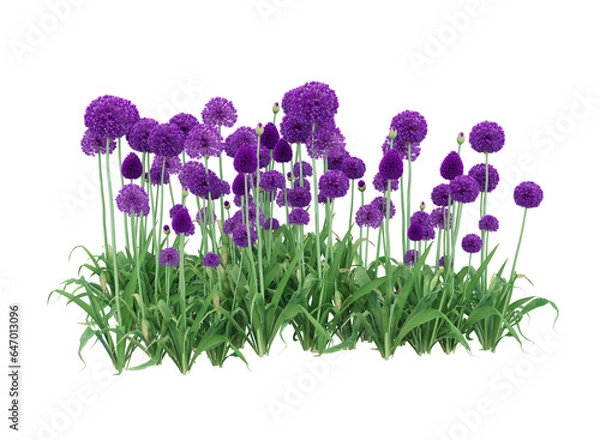 Fototapeta Various types of flowers grass bushes shrub and small plants isolated