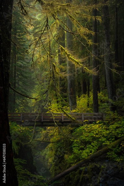 Obraz Embrace The Light