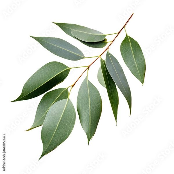 Fototapeta Eucalyptus, transparent background, isolated image, generative AI
