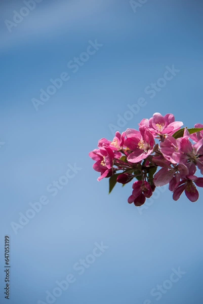 Obraz pink cherry blossom in spring