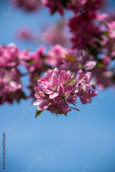 Obraz pink cherry blossom in spring
