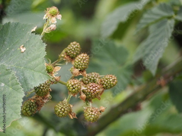 Obraz ブラックベリー　まだ青い実