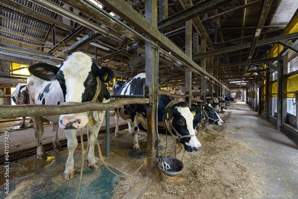 Fototapeta 酪農家の乳牛