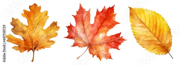 Fototapeta Set of artistic watercolor style autumn leaves isolated on white background. Fall nature elements.