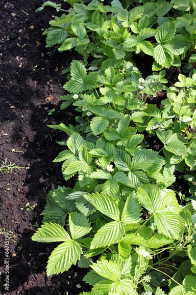 Obraz młode truskawki