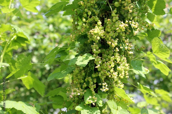 Obraz młode porzeczki