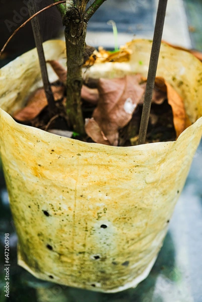Obraz Plastic bags with trees. 