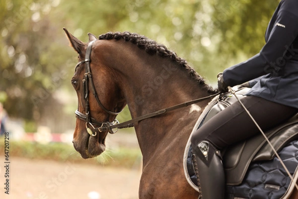 Obraz Dressurpferd, eingeflochten, Turnier, hübsch