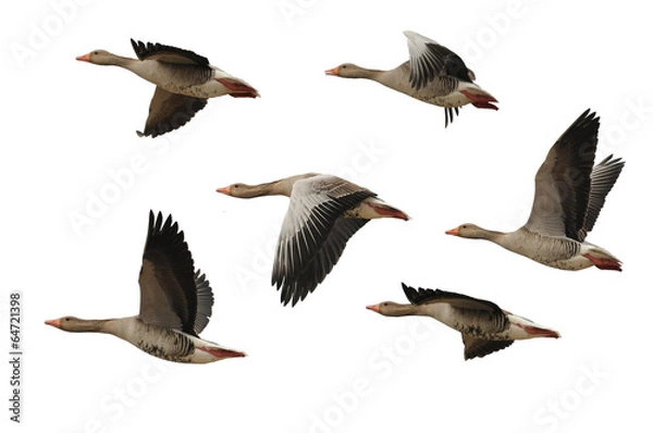 Obraz Greylag goose