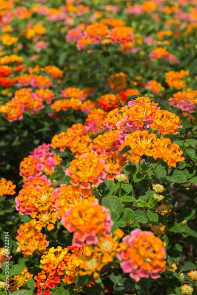Fototapeta Lantana Camara flower