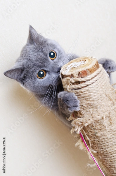 Obraz British cat scratching posts