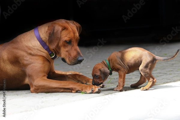 Obraz Mutter mit Welpe, Rhodesian Ridgeback, Rassehund, wunderschön, Hund