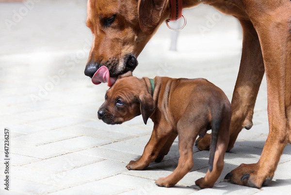 Obraz Mutter mit Welpe, Rhodesian Ridgeback, Rassehund, wunderschön, Hund