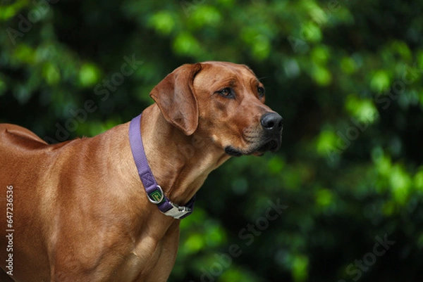 Obraz Rhodesian Ridgeback, Rassehund, wunderschön, Hund