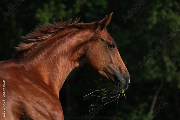 Obraz Pferd mit Gras auf Weide