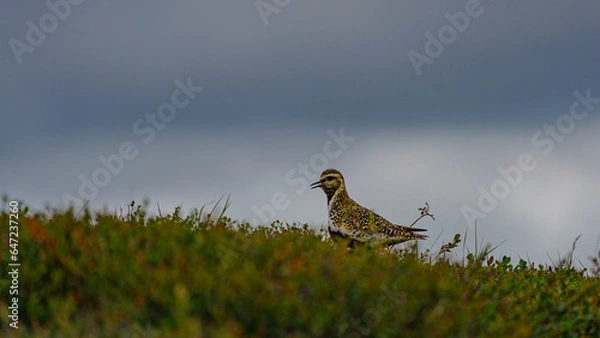 Obraz Bird in the mountain