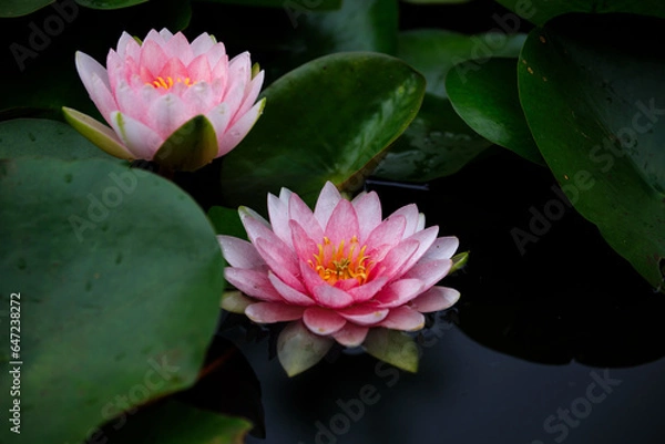 Fototapeta flower in summer