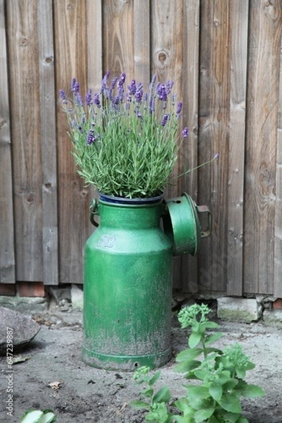 Obraz Bauernhofidylle, Lavendel mit alter Milchkanne
