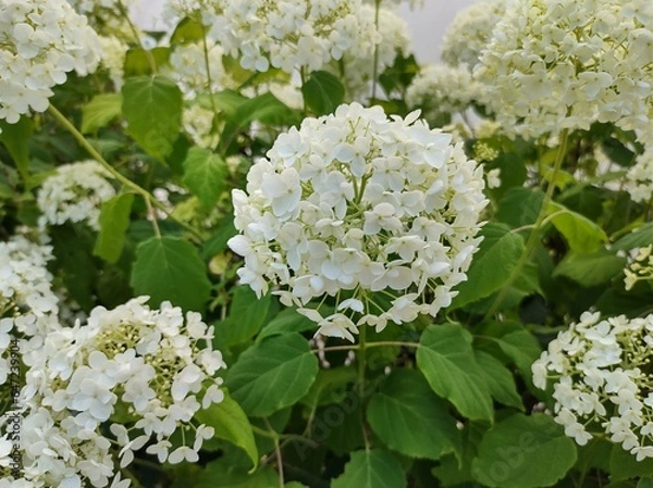 Obraz Hydrangea arborescens 'Annabelle'