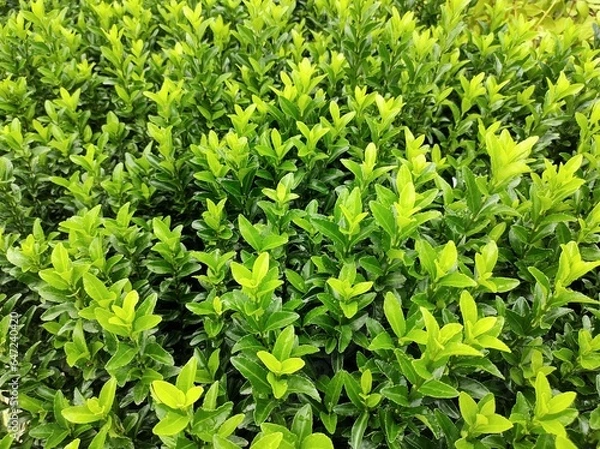 Obraz Euonymus japonicus 'Green Spire'