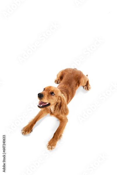 Fototapeta Top view of cute, adorable dog, English cocker spaniel lying on floor and playfully looking isolated on white background. Concept of domestic animals, pet care, vet, love, friend. Copy space for ad