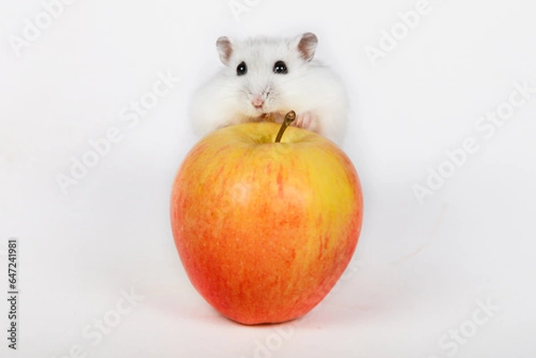 Obraz Zwerghamster mit Apfel