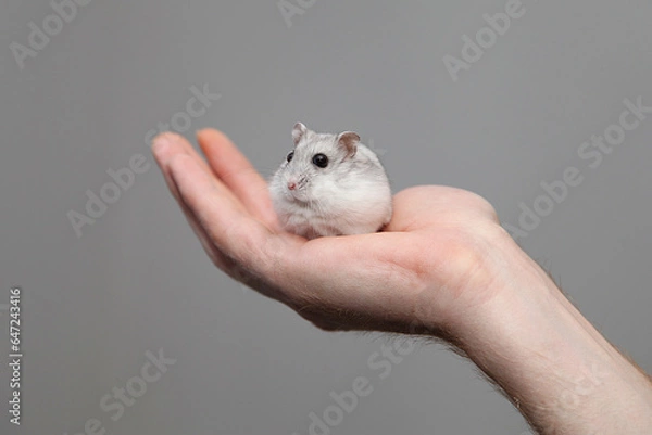 Obraz Süßer Zwerghamster auf Hand