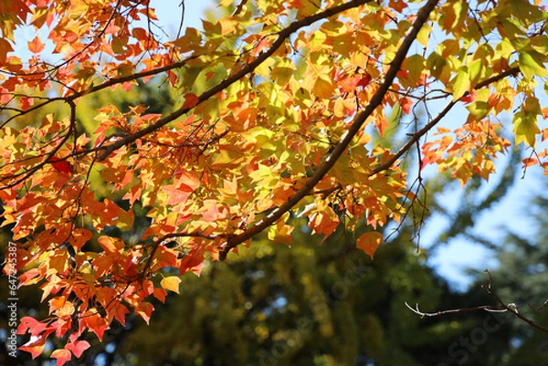 Obraz 秋季、紅葉日和