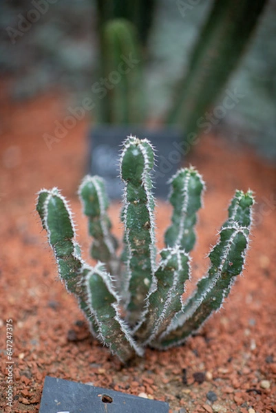 Obraz Cactus