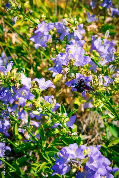 Fototapeta flowers background