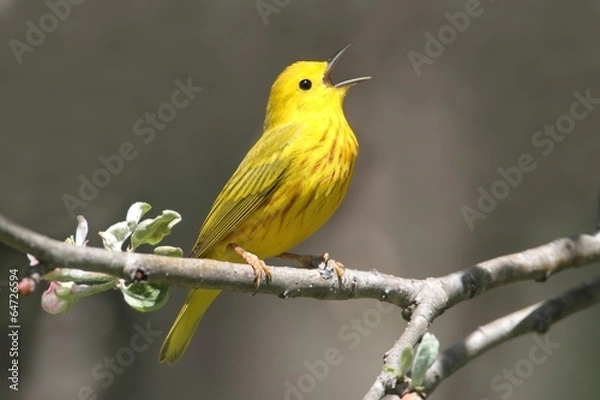 Obraz Śpiewanie Yellow Warbler (Dendroica Petechia)